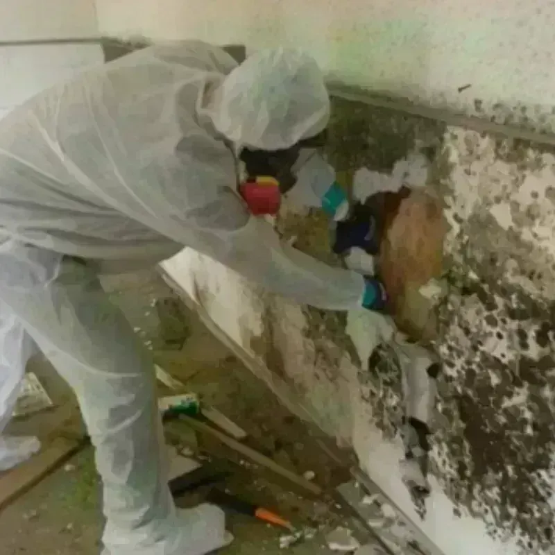 Mold Remediation and Removal in Huxley, IA